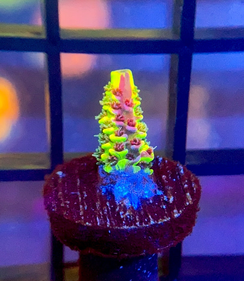 RRC Rainbow Splice Mille