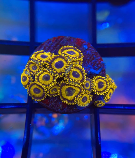 LA Laker Zoas