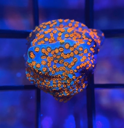 Rainbow Montipora