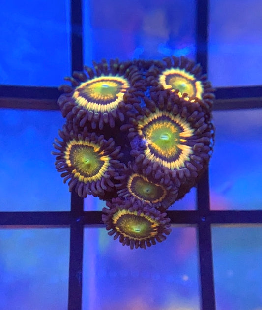 Citrus Cooler Zoas