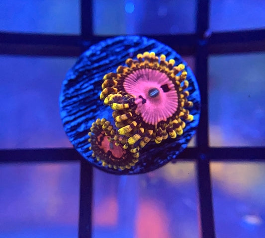 Pink Diamond Zoa