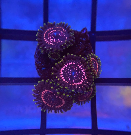 WWC Taser Zoas