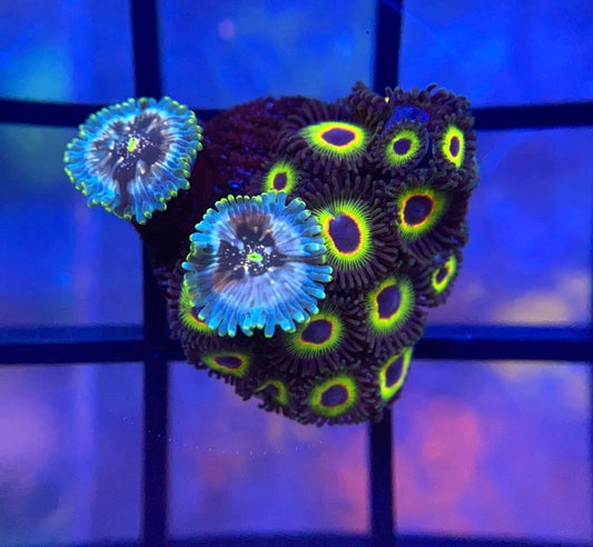 Hawaiian Ding Dang and Bob Marley Zoas