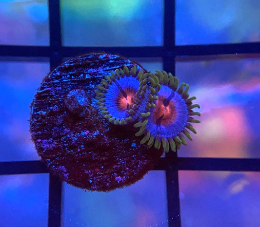 Miami Vice Zoas