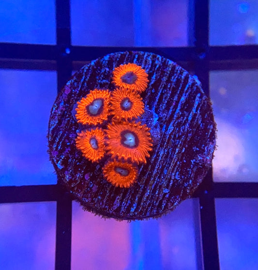 Charmander Zoas