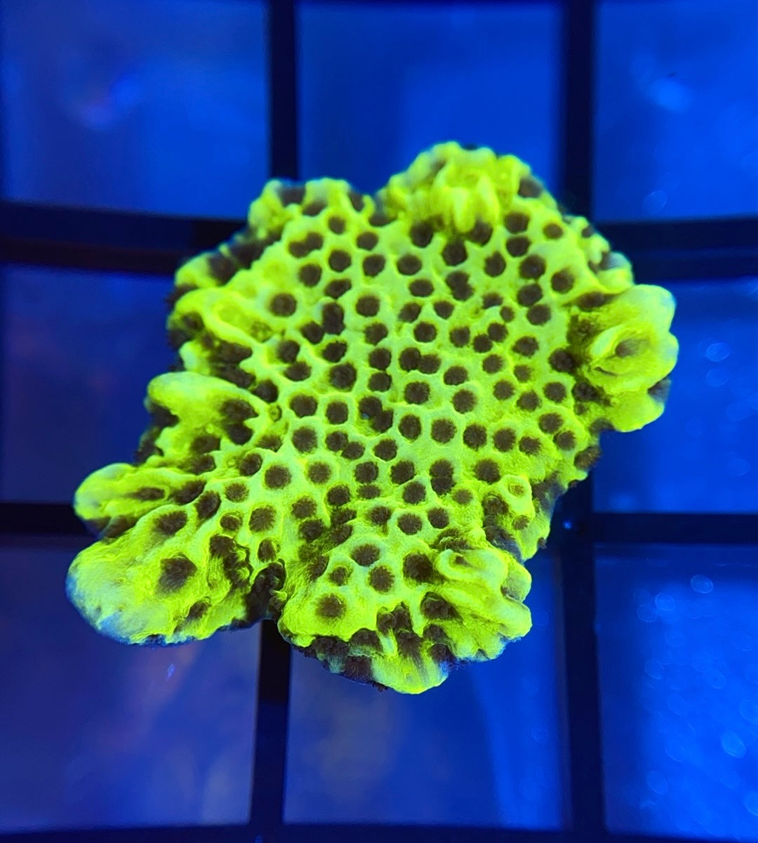 Montipora Spongodes