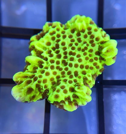 Montipora Spongodes