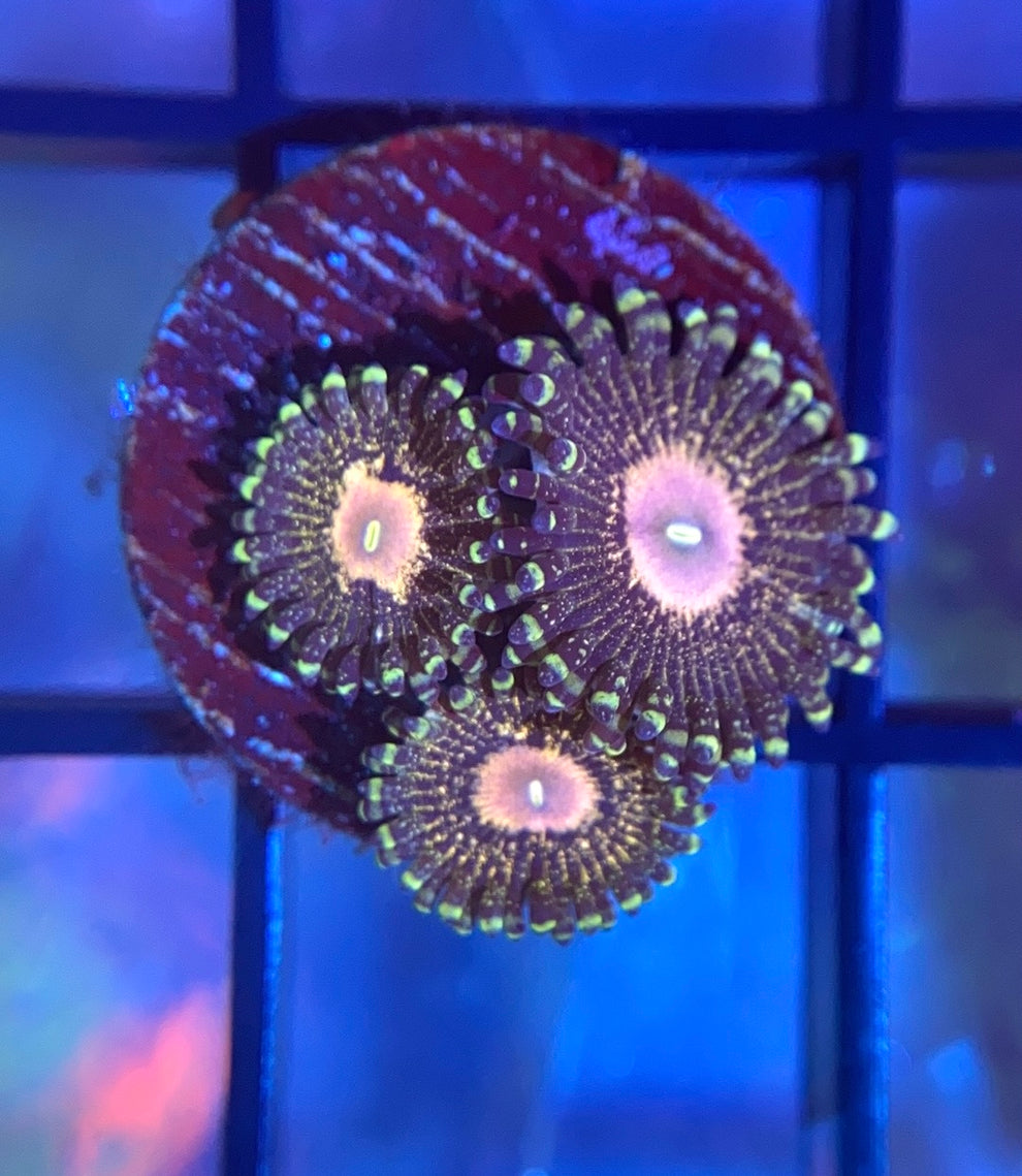 Queen Krakatoa Zoas Reef Regeneration queen-krakatoa-zoas-reef-regeneration