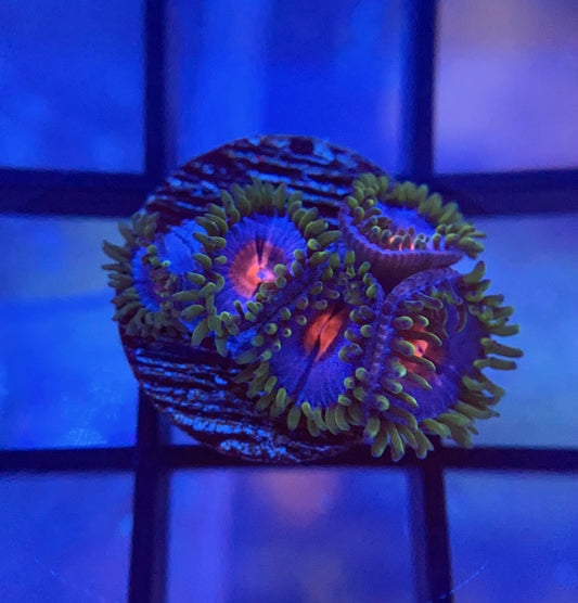 Miami Vice Zoas