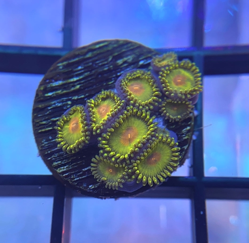 WWC Golden Gods Zoas