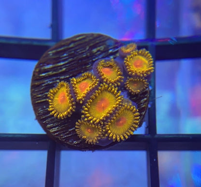 WWC Golden Gods Zoas