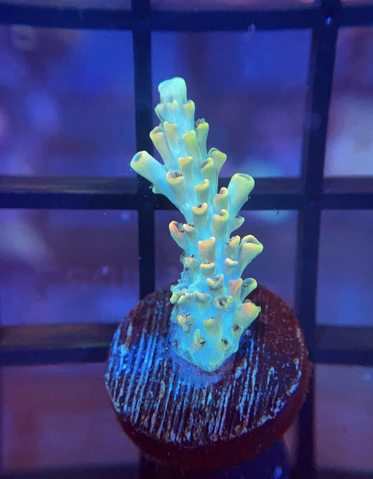 RRG Pop Tart Acro