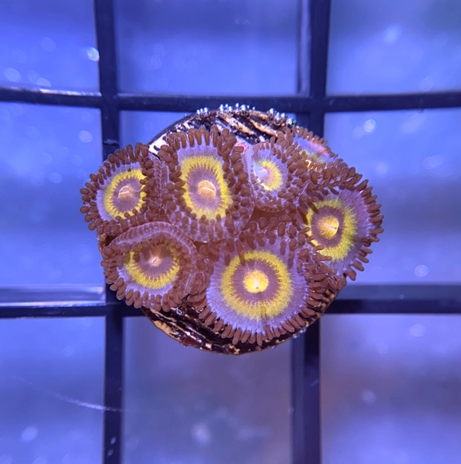 OG Wolverine Zoas