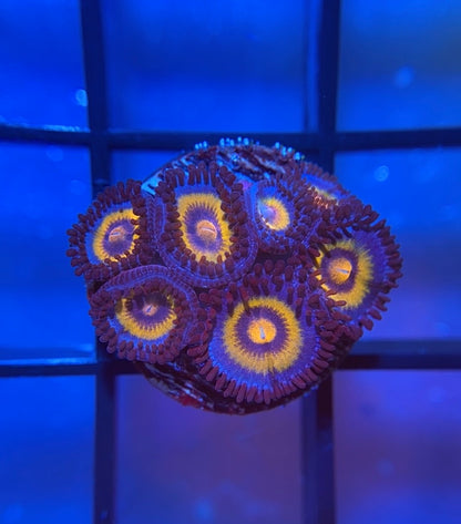 OG Wolverine Zoas