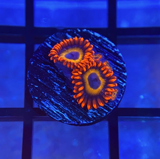 Blue Eyed Blonde Zoas