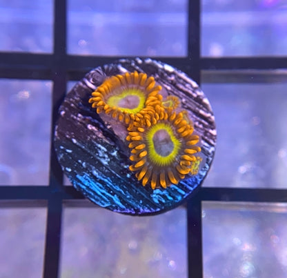 Blue Eyed Blonde Zoas