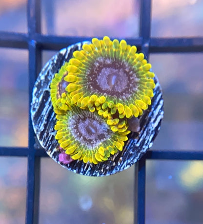 JF Acid Reflux Zoas