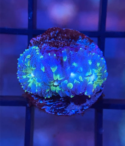 ReefGen Project-X Plate