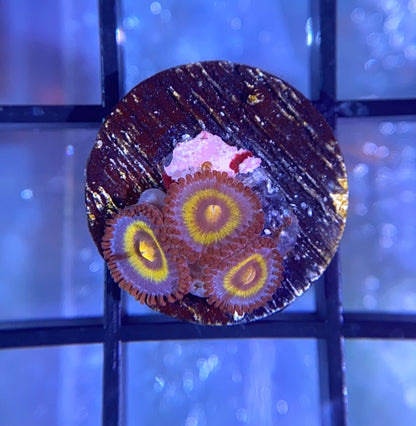 OG Wolverine Zoas
