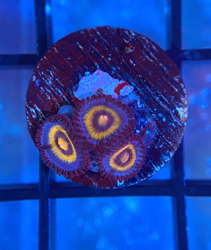OG Wolverine Zoas