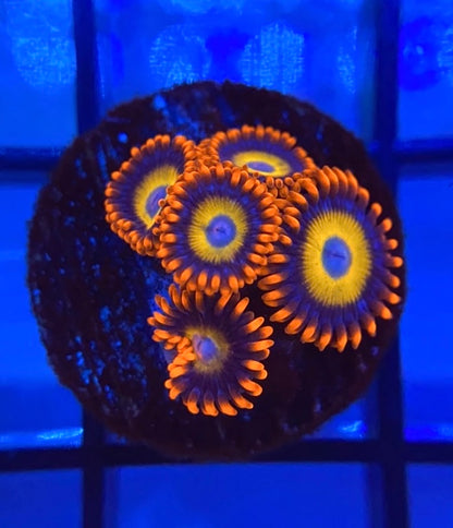 Blue Eyed Blonde Zoas