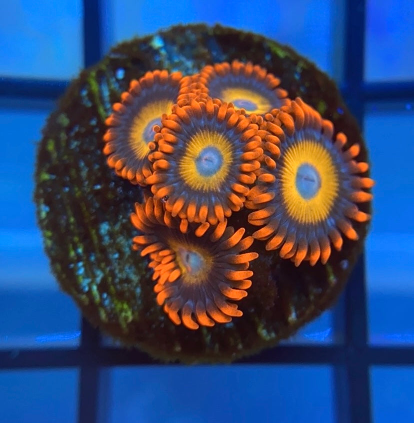 Blue Eyed Blonde Zoas