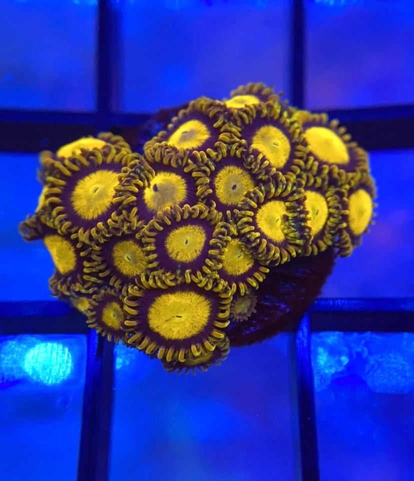 King Midas Zoas