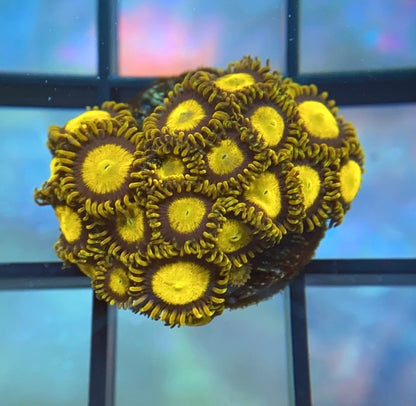 King Midas Zoas