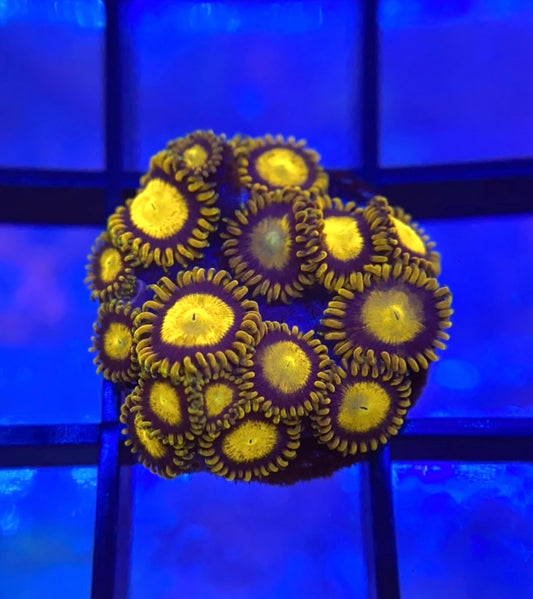 King Midas Zoas