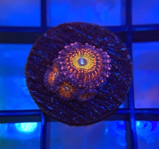 CB Krak Gods Zoas