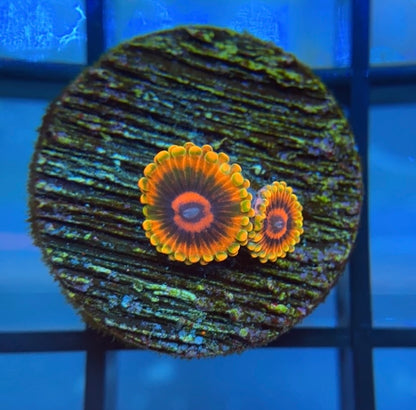 Jedi Mind Trick Zoas