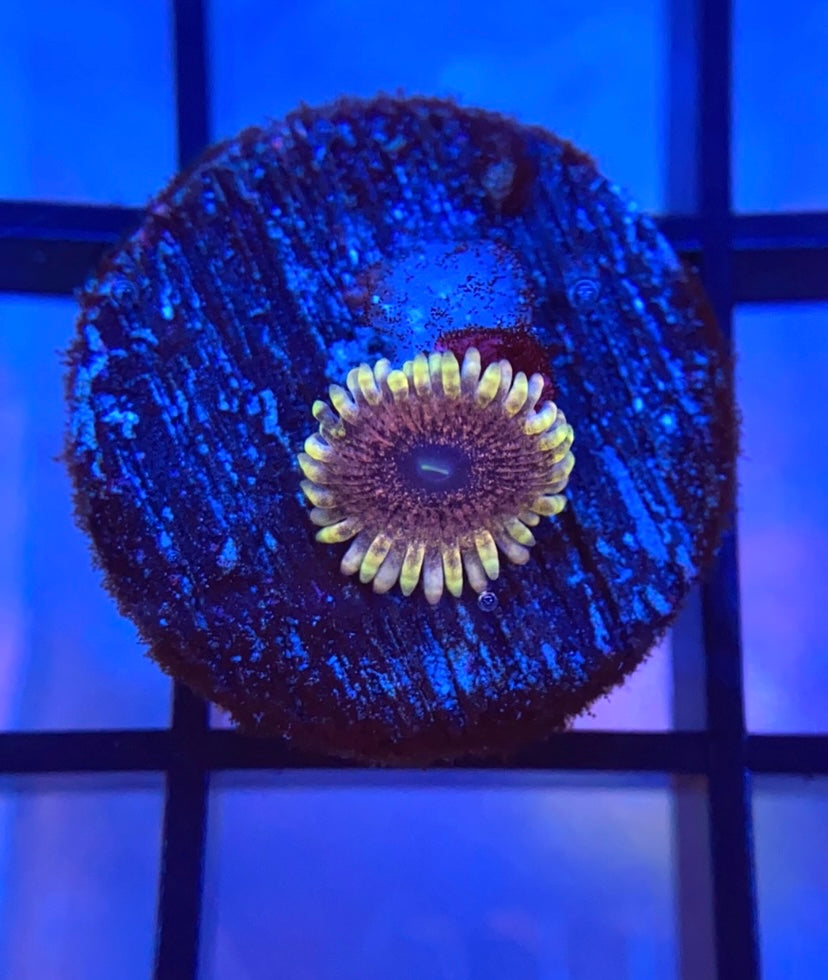 Solar Circus Zoa