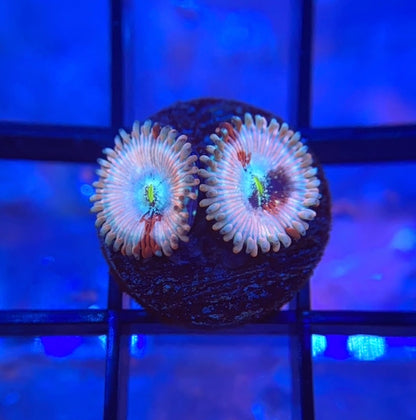 RRG White Agave Zoas