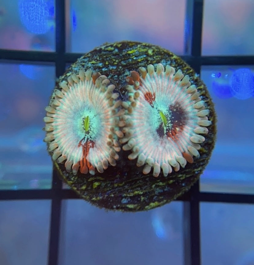 RRG White Agave Zoas