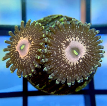 Queen Krakatoa Zoas