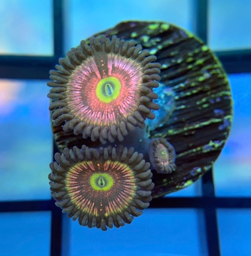 Radioactive Cat Eye Zoas