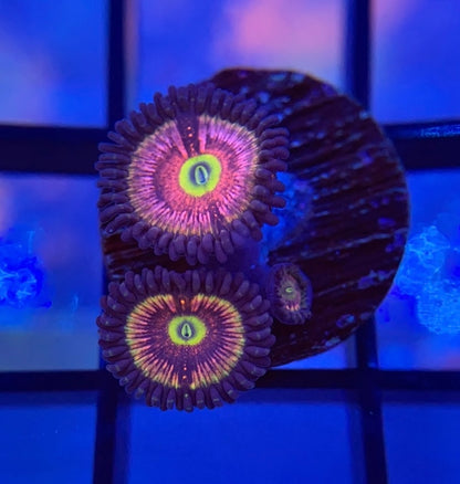 Radioactive Cat Eye Zoas