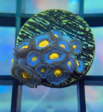 WWC AOI Zoas