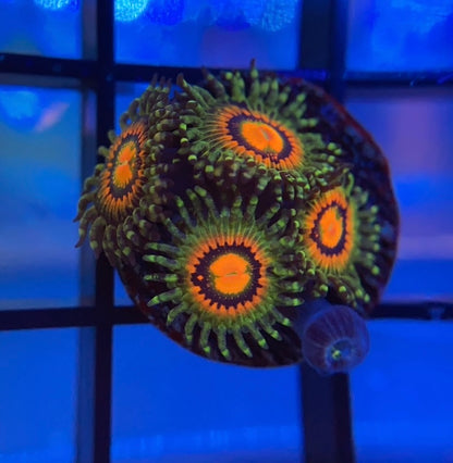 Rainbow Incinerator Zoas