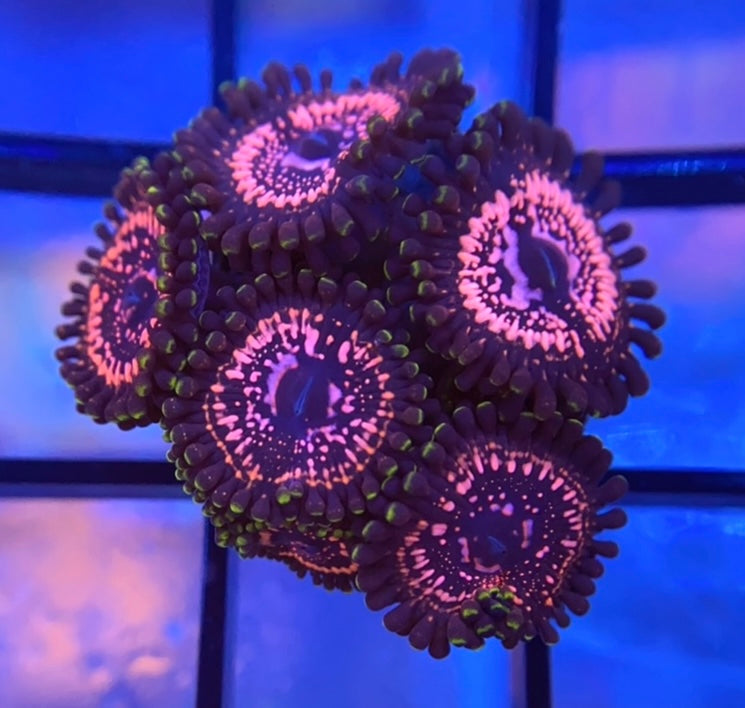 WWC Taser Zoas