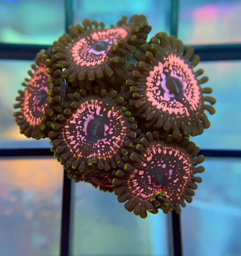 WWC Taser Zoas