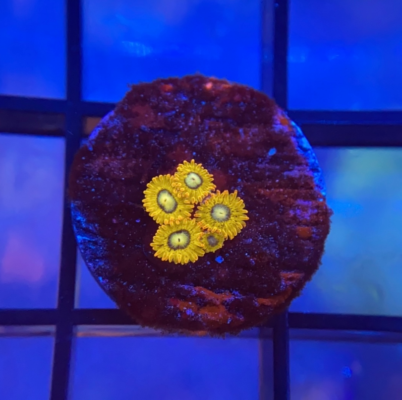 Pikachu Zoas