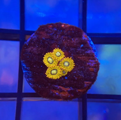 Pikachu Zoas