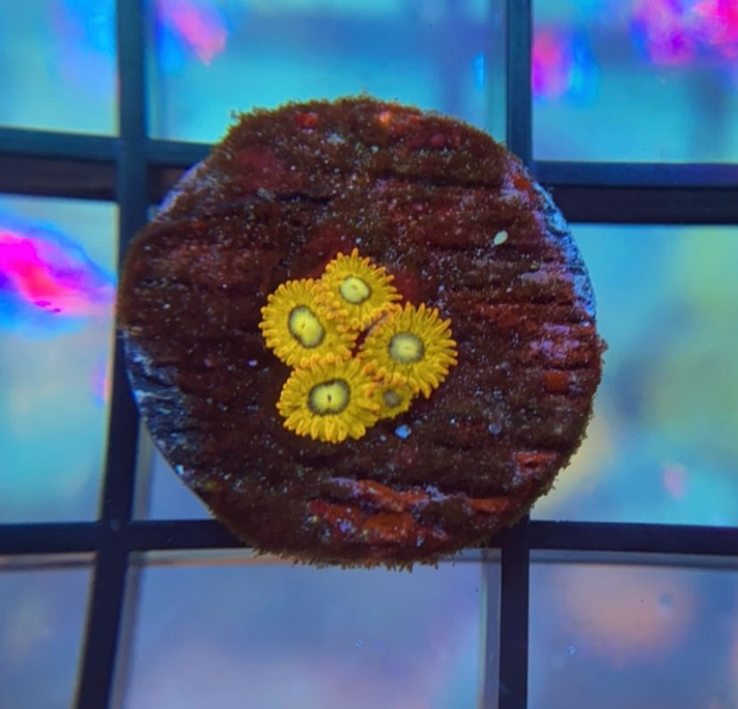 Pikachu Zoas