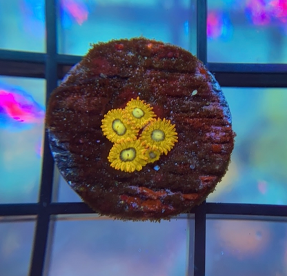 Pikachu Zoas