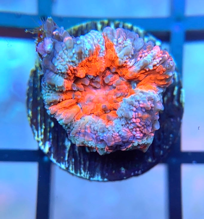 RRG Pink Phoenix Acan