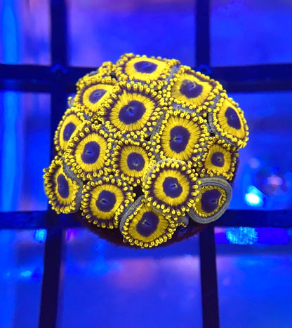 LA Laker Zoas