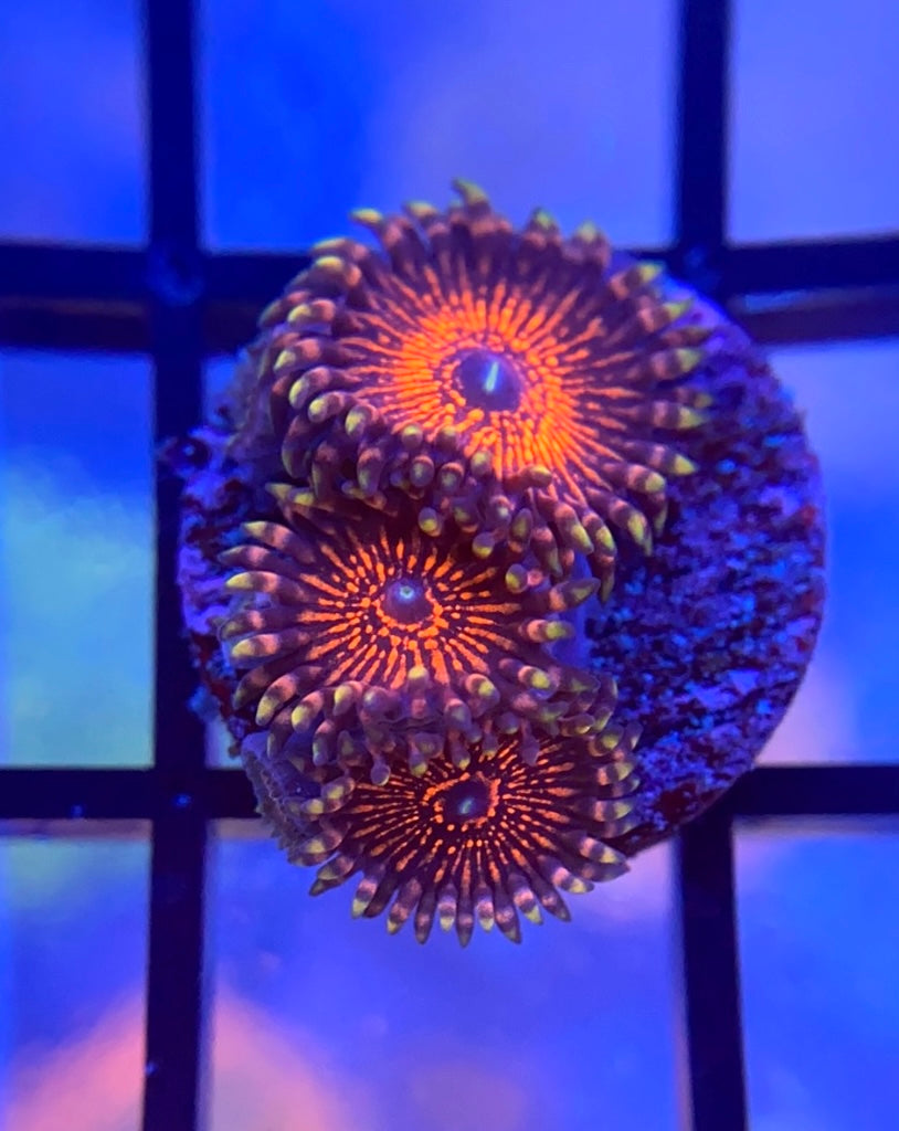 Nightcrawler Zoas