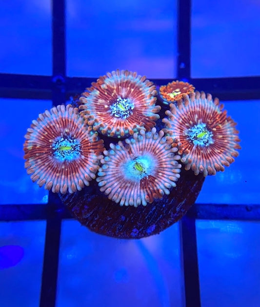 White Zombie Zoas