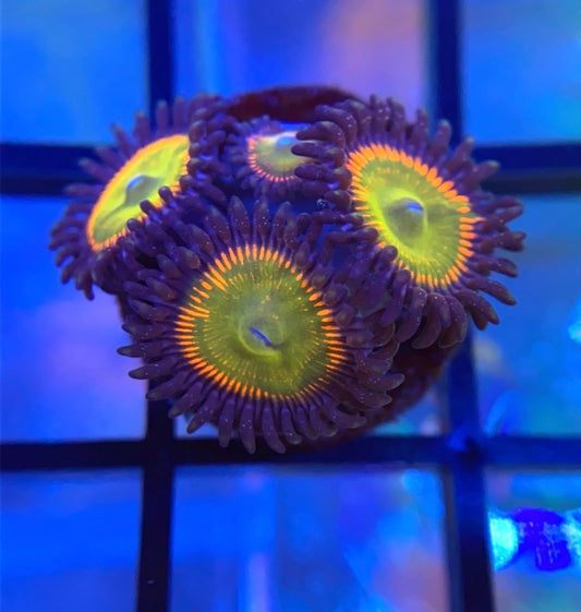 Sunny D Zoas